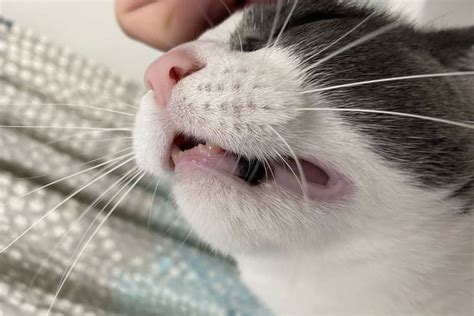 black cat chewing gum|black growth on cat gums.